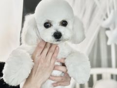 -鑫艺宠物美容培训学校