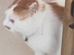 -平行世界·猫咖(首经贸店)