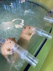 点击看大图 -七巧国萌宠乐园(龙湖天街店)