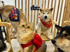 -柴迷FANS CLUB·柴犬狗咖·猫咖