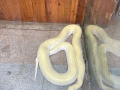 -上海大自然野生昆虫馆(东方明珠·爬宠昆虫探索中心)