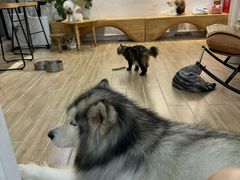 -李小姐の猫咖啡馆(五角场店)