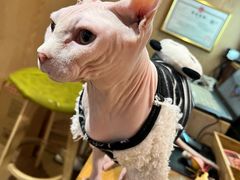 -MOCHA明星猫咖(田子坊店)