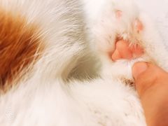 -飞行喵MR PILOT|猫舍·猫咖(静安大融城店)