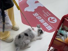 -御宝贝24h宠物医院·转诊中心·CT核磁血透中心(厦门总院)