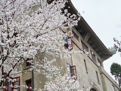 -武汉大学-樱园