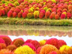 -花开海上生态园