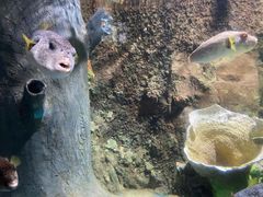 -太平洋海底世界