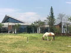 -田园东方蜜桃村的田野营地
