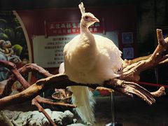 -正佳雨林生态植物园