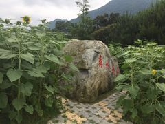 -广州市流溪河国家森林公园