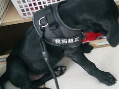 -宠福鑫康馨动物医院·骨科·眼科