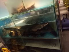 -花千代秘制烤鱼(曼哈顿店)