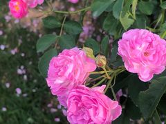 -桃花岛景观公园