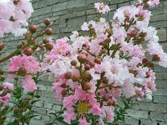 -玲玲涮牛肚(土门坊店)