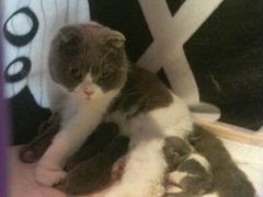 android_upload_pic-爱宠屋pet shop·宠物洗澡·宠物美容