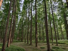 -黄海国家森林公园