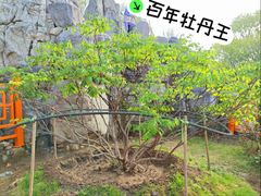 -太阳宫公园