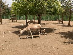-大青山野生动物园