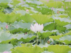 -莲花池公园