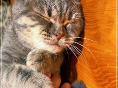 -猫小院猫主题餐厅(三里屯店)