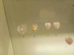 -青岛贝壳博物馆