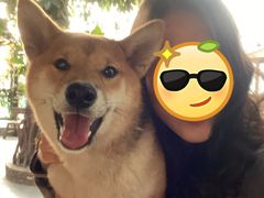 -柴犬高等学院·狗咖·柴犬售卖·宠物训练