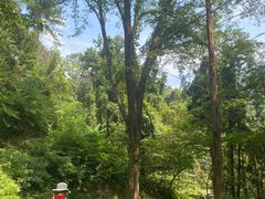 -素山寺森林公园