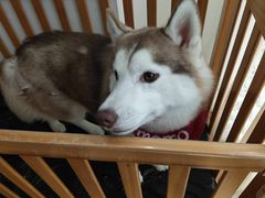 -Husky Go! 哈士奇体验馆·宠物咖啡厅狗咖