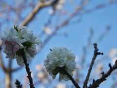 -南汇桃花村