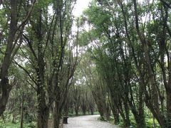-大湾区中央湿地公园