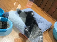 -龟与熊猫宠物公园(南坪店)