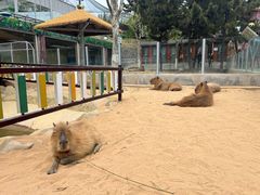 -西霞口神雕山野生动物世界