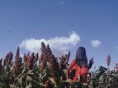 -北纬44度·金珠花海休闲农业旅游景区