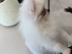 -共舞时光猫咖·狗咖(新街口店)