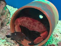 -海合安武汉极地海洋公园