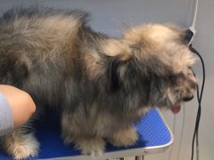 -PETKIT 小佩宠物·低压洗护·美容·寄养(安远店)