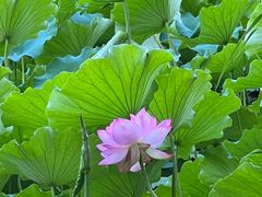 -东升八家郊野公园