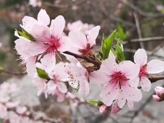 -原山国家森林公园