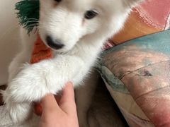 -pd派德宠物中心医院24H急重症·眼科中心·血液透析中心(嵩山北路店)