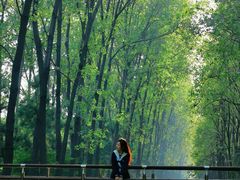 -合肥滨湖国家森林公园