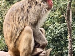 -西双版纳原始森林公园