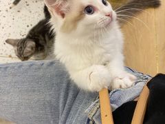 -猫域·湾主题猫咖·宠物吧(南坪城市广场店)