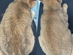 -爱洗澡的猫(望京店)