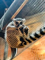 点击看大图 -Zoolung Zoolung动物主题公园(海信广场店)