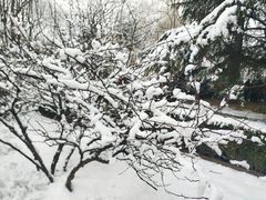 -老爆肚满五香烧牛羊肉