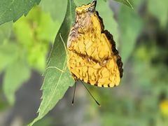 -楠溪江风景名胜区