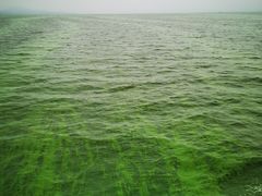 -无锡新湖铂尔曼大酒店