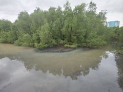 -大亚湾红树林城市湿地公园