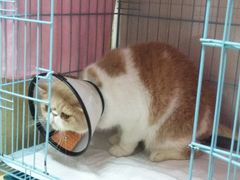 -瑞鹏宠物医院·骨科·猫科·内科(第一中心)
